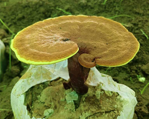 什么样的灵芝孢子粉品质好?灵芝孢子粉对人体的好处都有哪些?-第1张图片-灵芝大师 什么样的灵芝孢子粉品质好?灵芝孢子粉对人体的好处都有哪些?-第1张图片-灵芝大师