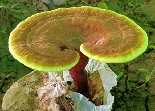 灵芝孢子粉怎么吃?每天可以吃几克,吃几次?-第1张图片-灵芝大师 灵芝孢子粉怎么吃?每天可以吃几克,吃几次?-第1张图片-灵芝大师