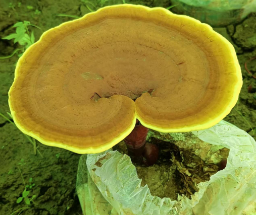 灵芝孢子粉怎样吃效果最好?能不能空腹吃?-第1张图片-灵芝大师 灵芝孢子粉怎样吃效果最好?能不能空腹吃?-第1张图片-灵芝大师