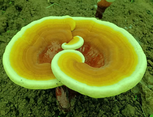灵芝孢子粉长期吃有害吗?-第1张图片-灵芝大师 灵芝孢子粉长期吃有害吗?-第1张图片-灵芝大师