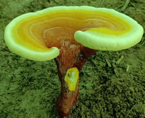 哪些人不能吃灵芝孢子粉？肠胃不好的人能吃灵芝孢子粉吗？