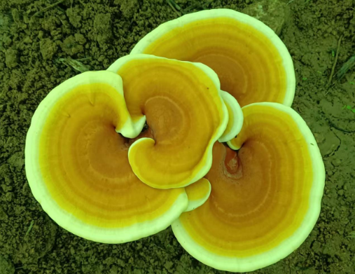 灵芝孢子粉哪个牌子好？芝素堂灵芝孢子粉怎么样？-第1张图片-灵芝大师