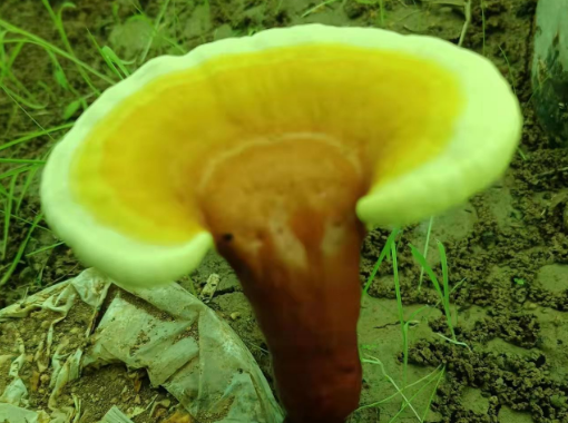 灵芝孢子粉用什么水温冲泡最好?-第1张图片-灵芝大师 灵芝孢子粉用什么水温冲泡最好?-第1张图片-灵芝大师