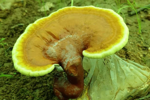 灵芝孢子粉怎么吃效果才好?是饭前吃还是饭后吃效果好?-第1张图片-灵芝大师 灵芝孢子粉怎么吃效果才好?是饭前吃还是饭后吃效果好?-第1张图片-灵芝大师