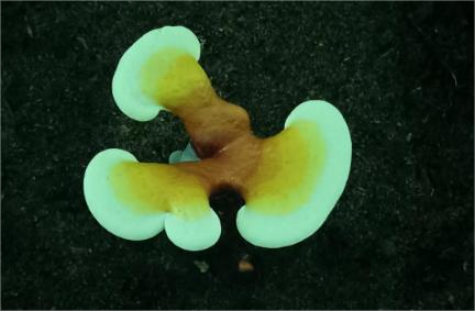 哪里产的灵芝孢子粉好?怎么才能挑选到好的灵芝孢子粉-第1张图片-灵芝大师 哪里产的灵芝孢子粉好?怎么才能挑选到好的灵芝孢子粉-第1张图片-灵芝大师