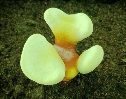 吃灵芝孢子粉注意事项有哪些？灵芝孢子粉睡觉前喝好吗？-第1张图片-灵芝大师