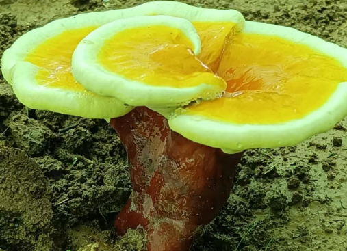 灵芝孢子粉哪里可以买到正宗的?教你选择正宗灵芝孢子粉-第1张图片-灵芝大师 灵芝孢子粉哪里可以买到正宗的?教你选择正宗灵芝孢子粉-第1张图片-灵芝大师
