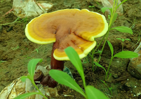 灵芝孢子粉对人体有哪些好处？不吃真的亏大了！-第1张图片-灵芝大师