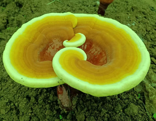 芝素堂破壁灵芝孢子粉多少钱?价格真的太划算了!-第1张图片-灵芝大师 芝素堂破壁灵芝孢子粉多少钱?价格真的太划算了!-第1张图片-灵芝大师