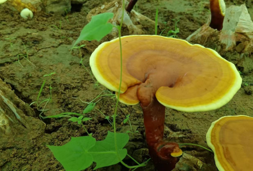 怎么辨别灵芝孢子粉好坏?纯干货分享-第1张图片-灵芝大师 怎么辨别灵芝孢子粉好坏?纯干货分享-第1张图片-灵芝大师