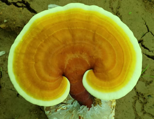 正宗灵芝孢子粉在哪里买?三分钟带你快速了解-第1张图片-灵芝大师 正宗灵芝孢子粉在哪里买?三分钟带你快速了解-第1张图片-灵芝大师