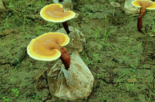 灵芝孢子粉能治疗肝硬化吗?原来有这么多好处-第1张图片-灵芝大师 灵芝孢子粉能治疗肝硬化吗?原来有这么多好处-第1张图片-灵芝大师