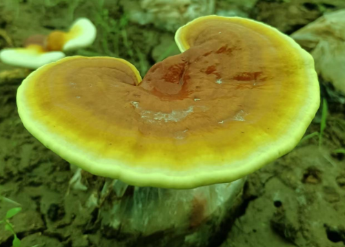 长期吃灵芝孢子粉对身体有害吗?有副作用吗?-第1张图片-灵芝大师 长期吃灵芝孢子粉对身体有害吗?有副作用吗?-第1张图片-灵芝大师