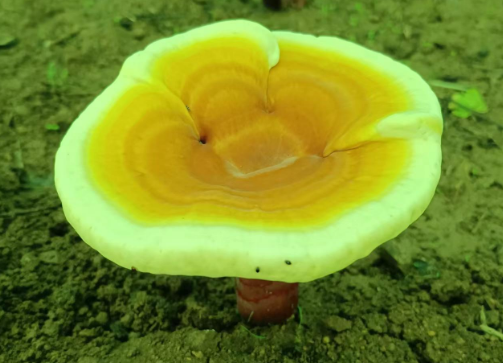 吃灵芝孢子粉会便秘吗?居然对肠胃有这样的作用-第1张图片-灵芝大师 吃灵芝孢子粉会便秘吗?居然对肠胃有这样的作用-第1张图片-灵芝大师