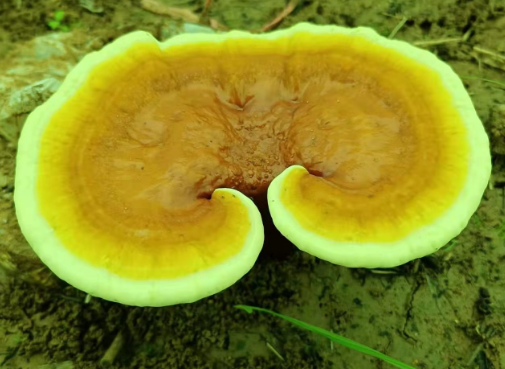 破壁灵芝孢子粉哪个牌子好?教你选择破壁灵芝孢子粉-第1张图片-灵芝大师 破壁灵芝孢子粉哪个牌子好?教你选择破壁灵芝孢子粉-第1张图片-灵芝大师