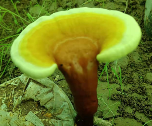 破壁灵芝孢子粉哪里产的最好?泰山灵芝孢子粉怎么样?-第1张图片-灵芝大师 破壁灵芝孢子粉哪里产的最好?泰山灵芝孢子粉怎么样?-第1张图片-灵芝大师