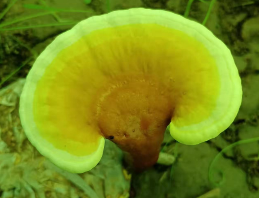 什么时候吃灵芝孢子粉效果最好?正确吃法会让效果更好-第1张图片-灵芝大师 什么时候吃灵芝孢子粉效果最好?正确吃法会让效果更好-第1张图片-灵芝大师