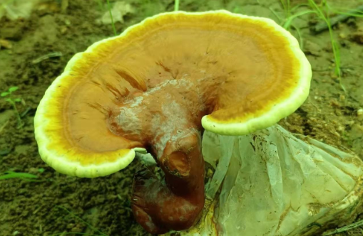 灵芝孢子粉破壁和不破壁的区别是什么?差别很大吗?-第1张图片-灵芝大师 灵芝孢子粉破壁和不破壁的区别是什么?差别很大吗?-第1张图片-灵芝大师