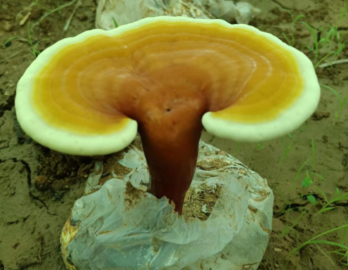 怎样分清楚灵芝孢子粉是破壁的还是没有破壁?用简单的办法辨别破壁灵芝孢子粉-第1张图片-灵芝大师 怎样分清楚灵芝孢子粉是破壁的还是没有破壁?用简单的办法辨别破壁灵芝孢子粉-第1张图片-灵芝大师