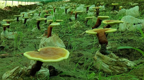 灵芝孢子粉可以放多久？小心灵芝孢子粉保质期！-第1张图片-灵芝大师