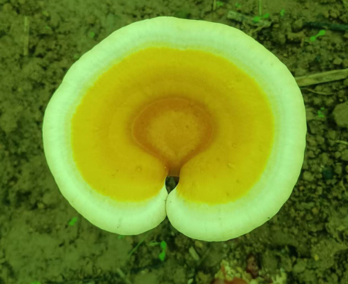 灵芝孢子粉常温下能保存多长时间？注意保质期！-第1张图片-灵芝大师