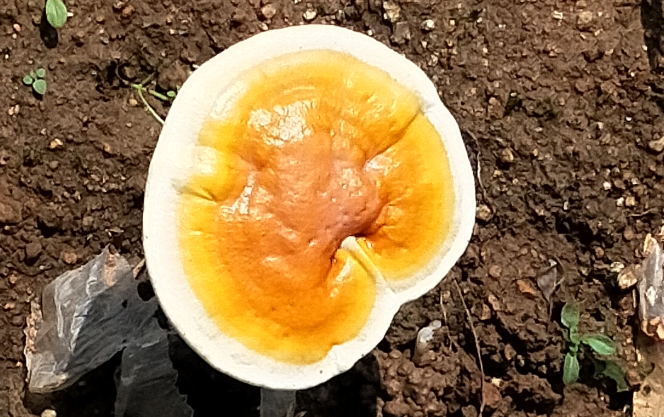 肠胃不好能喝灵芝孢子粉吗-第1张图片-灵芝大师
