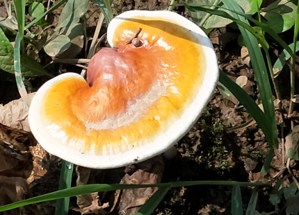 灵芝孢子粉能治疗气血不足吗?气血不足这样补-第1张图片-灵芝大师 灵芝孢子粉能治疗气血不足吗?气血不足这样补-第1张图片-灵芝大师