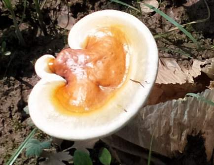 脂肪肝可以吃灵芝孢子粉吗？能治疗脂肪肝吗？-第1张图片-灵芝大师