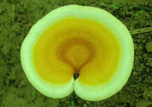 灵芝孢子粉能不能长期吃？长期吃对身体有副作用吗？-第1张图片-灵芝大师