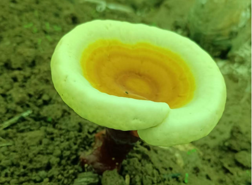 吃灵芝孢子粉大便会变黑吗？对身体有影响吗？-第1张图片-灵芝大师