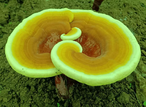 灵芝孢子粉的功效与作用都有哪些？灵芝孢子粉功效大盘点-第1张图片-灵芝大师