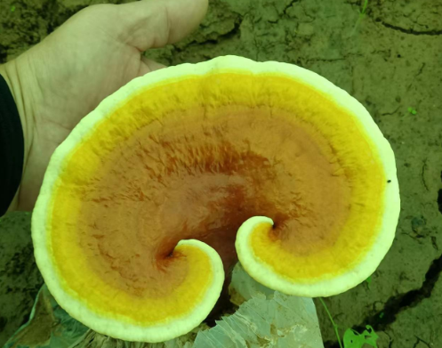 灵芝孢子粉怎么吃法最好?教你正确服用灵芝孢子粉-第1张图片-灵芝大师 灵芝孢子粉怎么吃法最好?教你正确服用灵芝孢子粉-第1张图片-灵芝大师