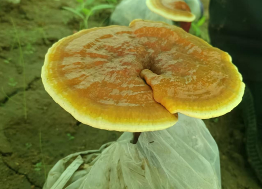 从哪里能买到纯正的灵芝孢子粉？这家最受欢迎-第1张图片-灵芝大师