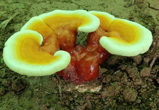癌症患者能吃灵芝孢子粉吗?癌症患者必看!-第1张图片-灵芝大师 癌症患者能吃灵芝孢子粉吗?癌症患者必看!-第1张图片-灵芝大师