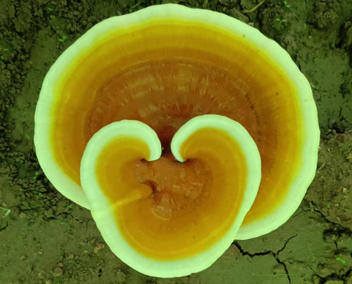 灵芝孢子粉发酸了还能吃吗？-第1张图片-灵芝大师