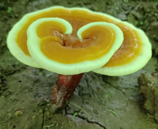 灵芝孢子粉冲完有油怎么回事?这种可不简单-第1张图片-灵芝大师 灵芝孢子粉冲完有油怎么回事?这种可不简单-第1张图片-灵芝大师