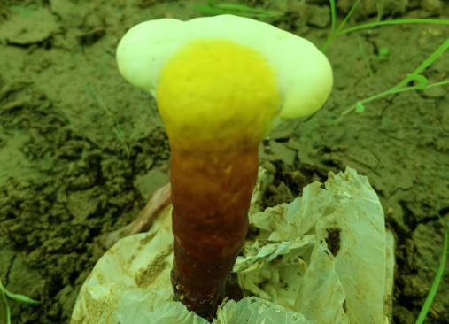 灵芝孢子粉一天吃几次最好?这样吃效果会更好吗?-第1张图片-灵芝大师 灵芝孢子粉一天吃几次最好?这样吃效果会更好吗?-第1张图片-灵芝大师