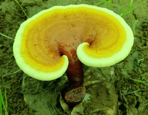 灵芝孢子粉用多少度的水冲泡好?灵芝孢子粉最佳水温-第1张图片-灵芝大师 灵芝孢子粉用多少度的水冲泡好?灵芝孢子粉最佳水温-第1张图片-灵芝大师