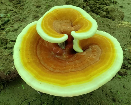 灵芝胶囊和灵芝孢子粉有什么区别？-第1张图片-灵芝大师