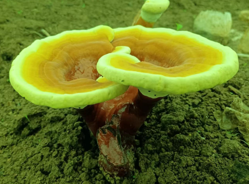 破壁灵芝孢子粉保存有哪些方法?不小心过期了还能吃吗?-第1张图片-灵芝大师 破壁灵芝孢子粉保存有哪些方法?不小心过期了还能吃吗?-第1张图片-灵芝大师