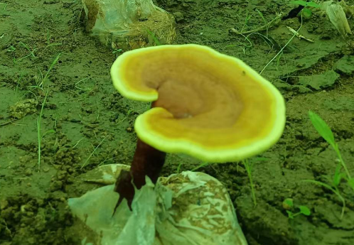 什么品牌的灵芝孢子粉才正宗?首选芝素堂-第1张图片-灵芝大师
