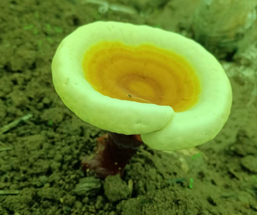 哪里产的灵芝孢子粉好?怎么可以买到真正的灵芝孢子粉?-第1张图片-灵芝大师 哪里产的灵芝孢子粉好?怎么可以买到真正的灵芝孢子粉?-第1张图片-灵芝大师
