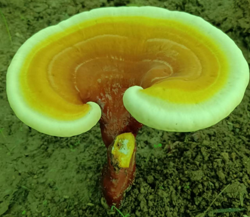 破壁灵芝孢子粉见效要吃多久?这样吃才能发挥全部疗效!-第1张图片-灵芝大师 破壁灵芝孢子粉见效要吃多久?这样吃才能发挥全部疗效!-第1张图片-灵芝大师