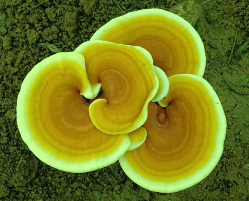 灵芝孢子粉需要冷藏吗?这个细节你知道吗?-第1张图片-灵芝大师 灵芝孢子粉需要冷藏吗?这个细节你知道吗?-第1张图片-灵芝大师