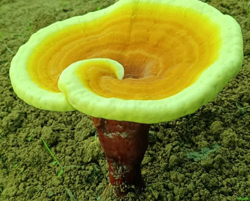 灵芝孢子粉怎样喝？灵芝孢子粉正确服用方法！-第1张图片-灵芝大师