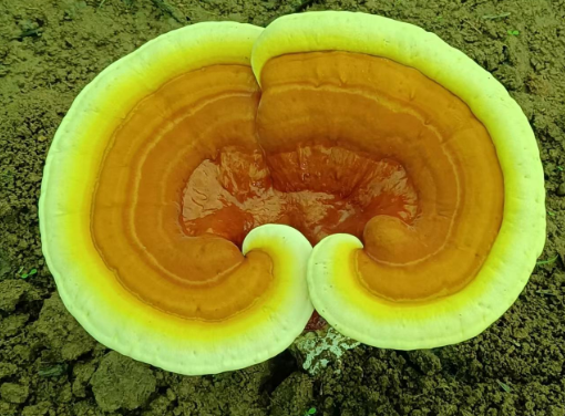 灵芝孢子粉对口腔溃疡有用吗？口腔溃疡患者必看！