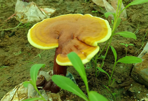 灵芝孢子粉什么时候吃效果好?饭前吃还是饭后吃?-第1张图片-灵芝大师 灵芝孢子粉什么时候吃效果好?饭前吃还是饭后吃?-第1张图片-灵芝大师