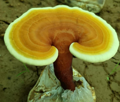 高血压可以吃灵芝孢子粉吗？高血压患者必看！