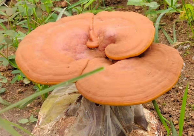 灵芝孢子粉的营养价值及功效，点击详细了解灵芝孢子粉