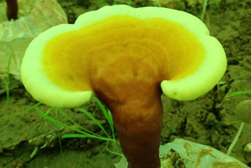 什么人不适合吃灵芝孢子粉？这五类人一定要注意！
